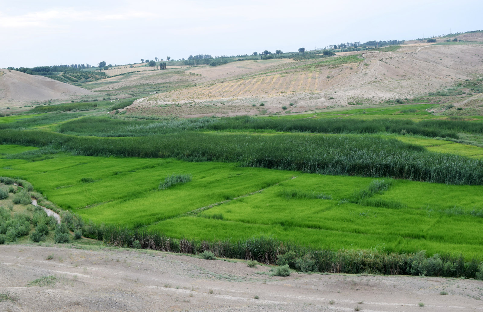 Адыры в окрестностях Асаки, image of landscape/habitat.