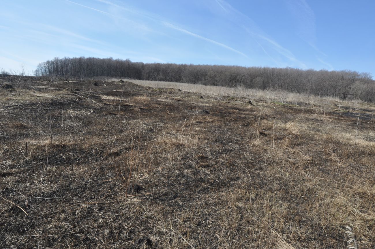 Окрестности села Хитрово, image of landscape/habitat.