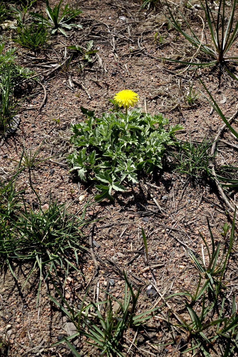 "Панорама", image of landscape/habitat.