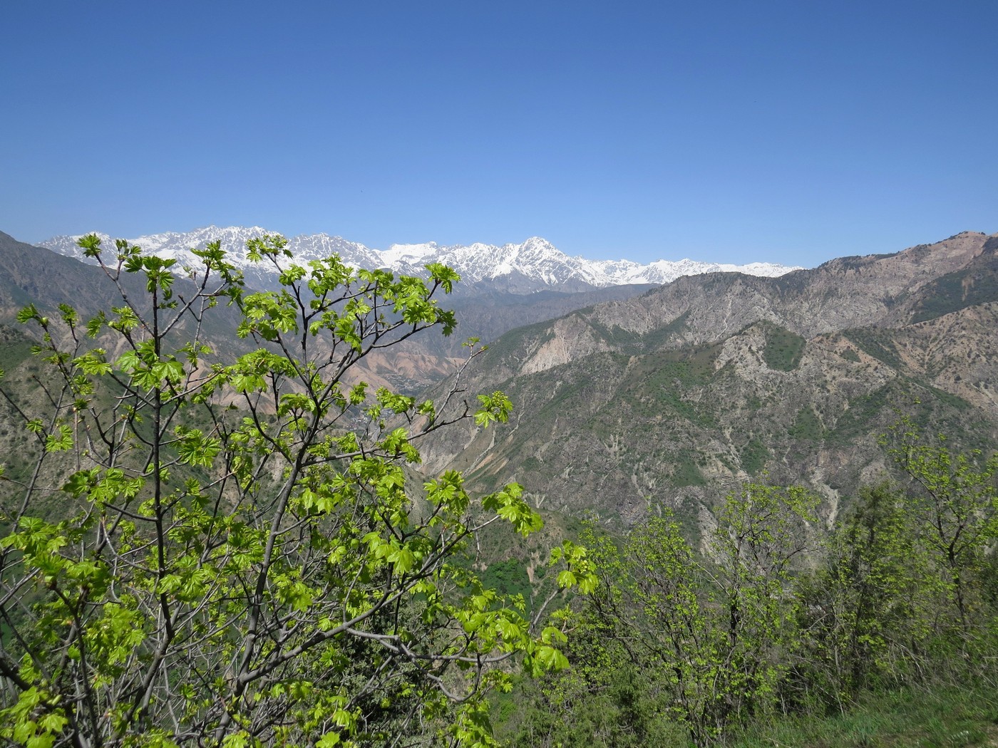 Кондара, image of landscape/habitat.