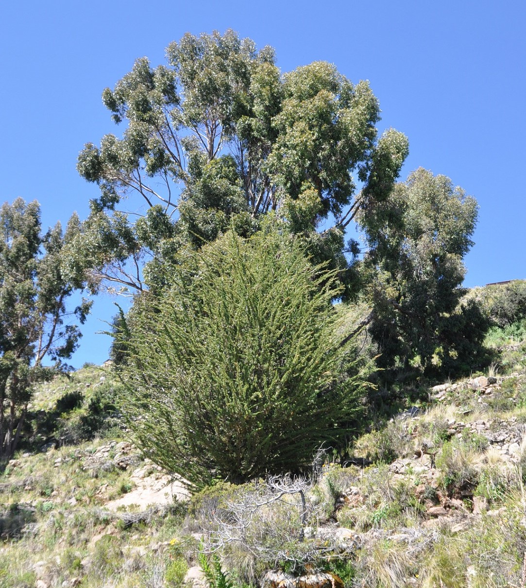 Остров Такиле, image of landscape/habitat.