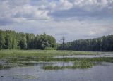 Кунчурихинский бор, image of landscape/habitat.