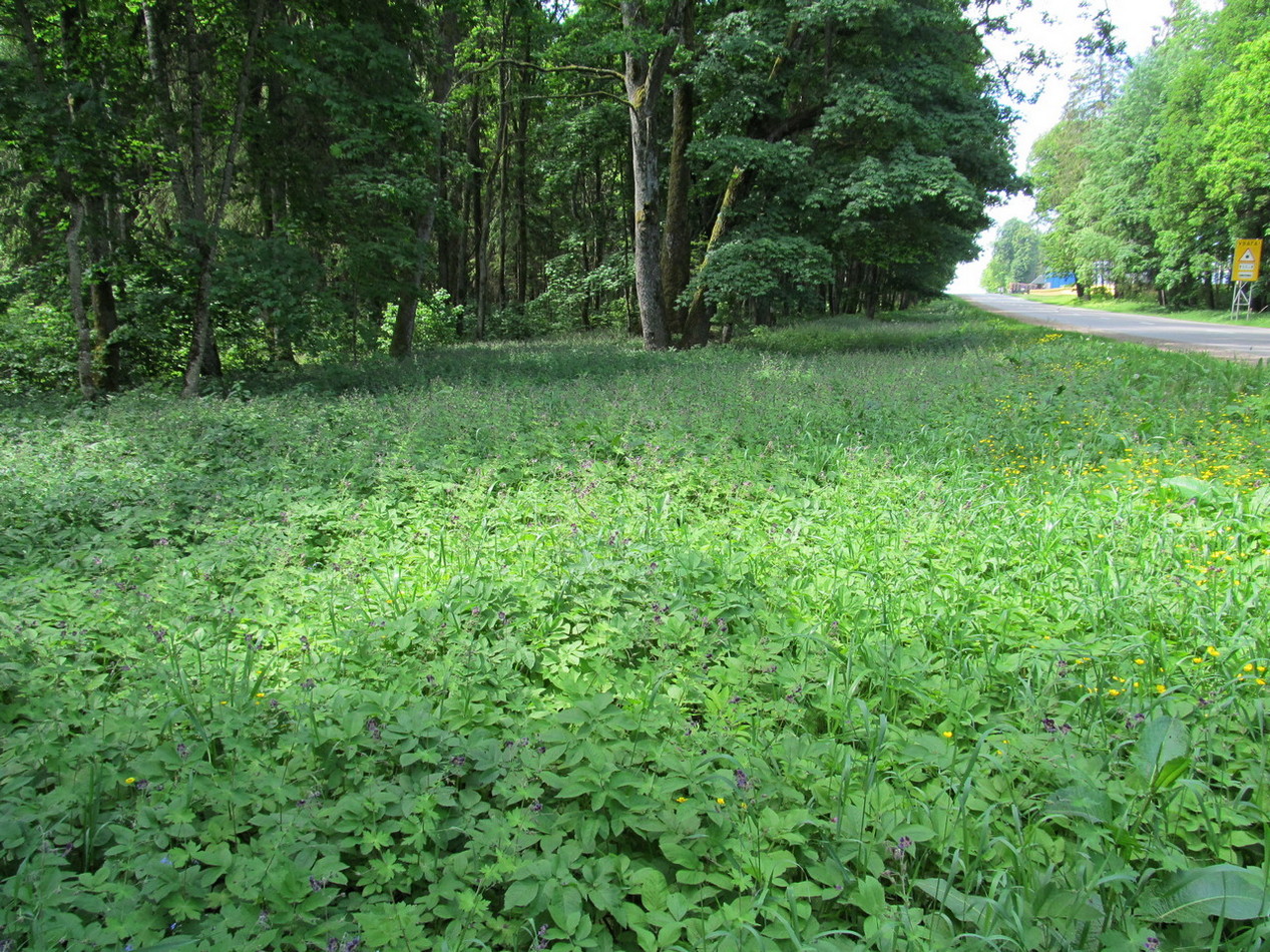 Ботаровский лес, image of landscape/habitat.