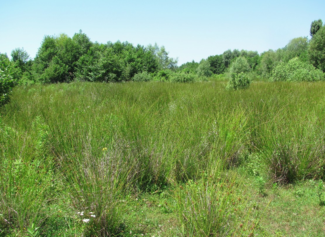 Пицунда, image of landscape/habitat.