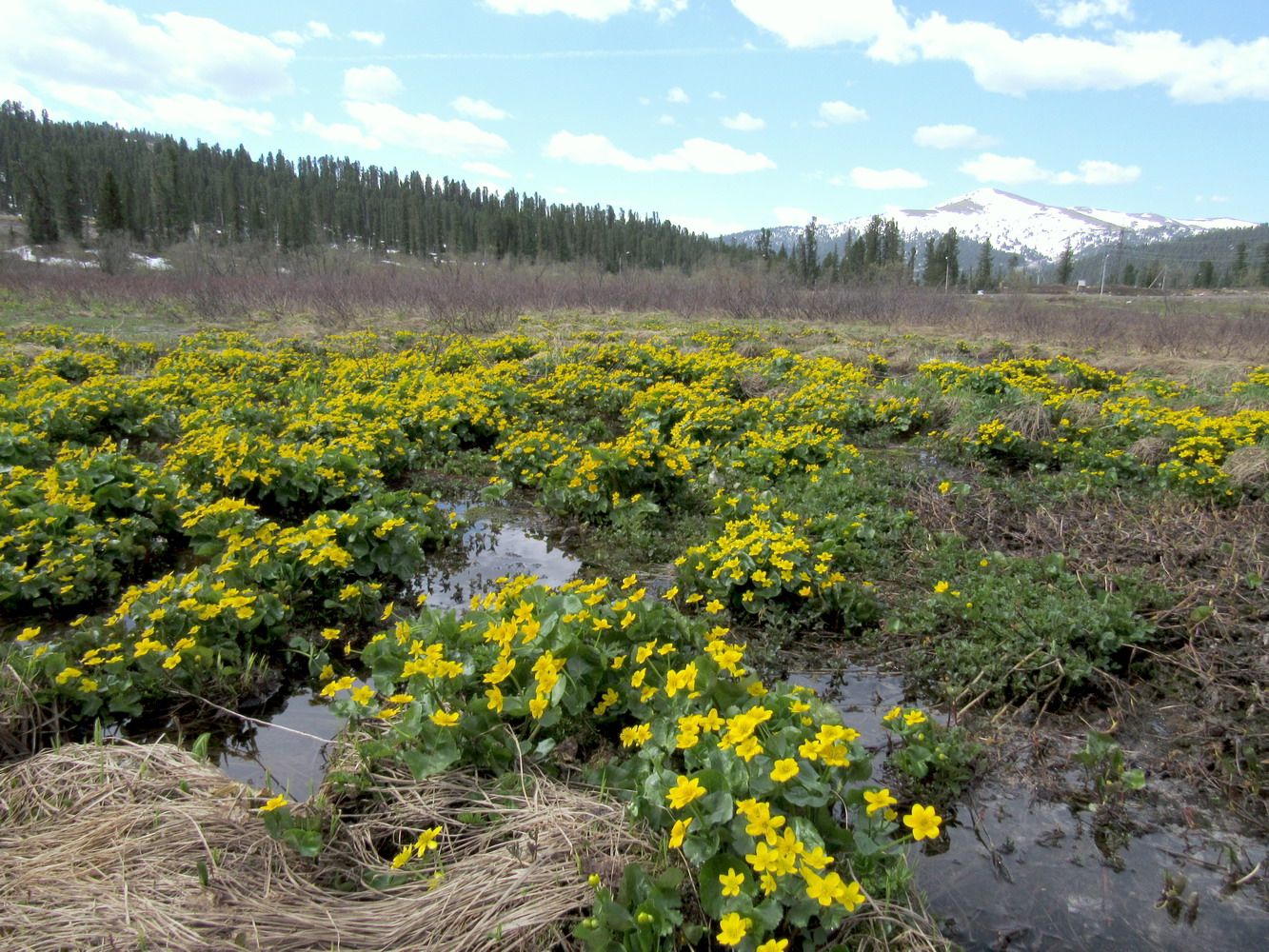 Долина реки Нижняя Буйба, image of landscape/habitat.