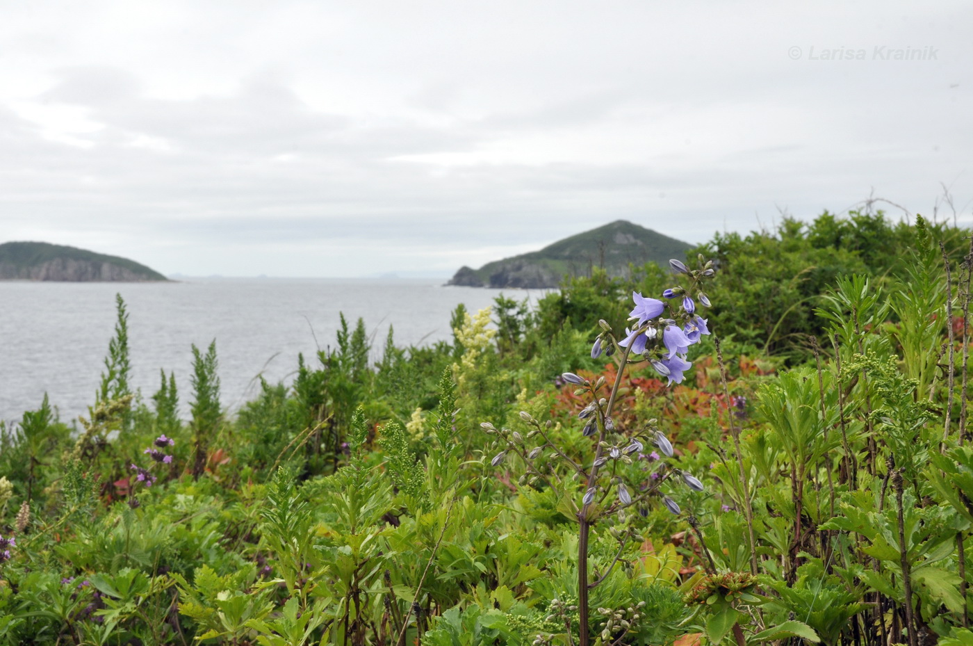 Остров Рикорда, image of landscape/habitat.