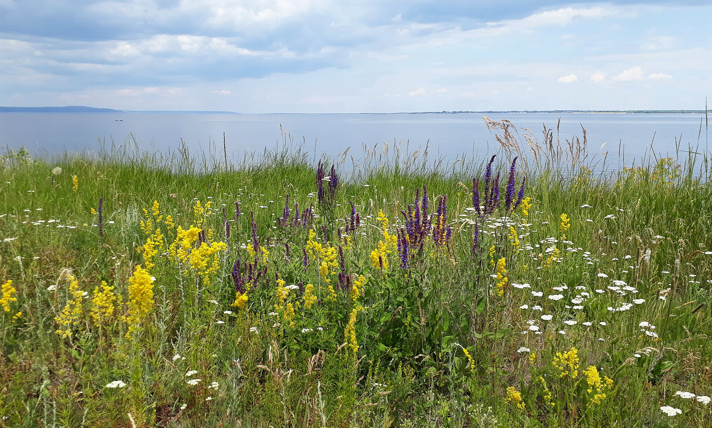 Окрестности посёлка Алексеевка, image of landscape/habitat.