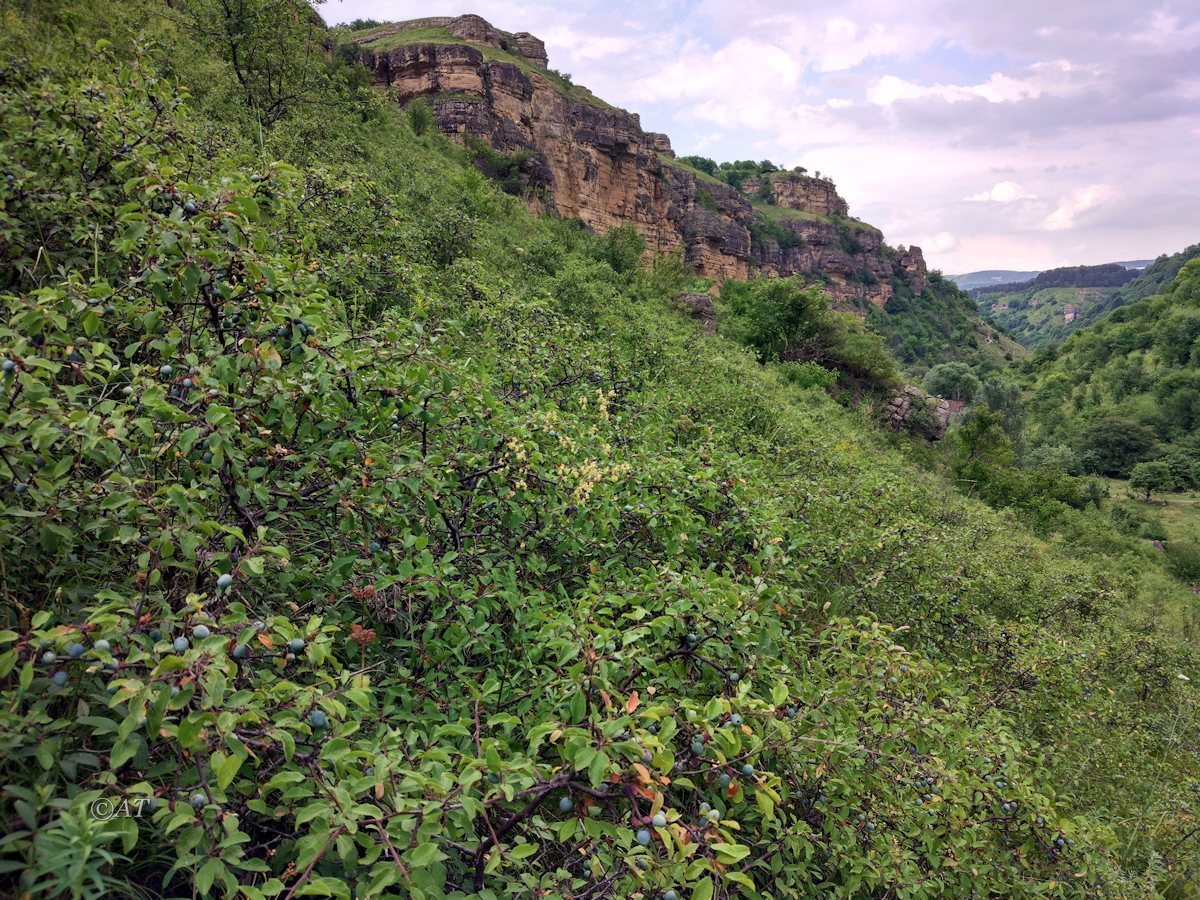 Берёзовское ущелье, image of landscape/habitat.