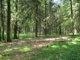 Ботаровский лес, изображение ландшафта.