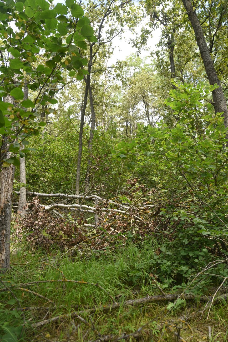 Крутой лес, image of landscape/habitat.