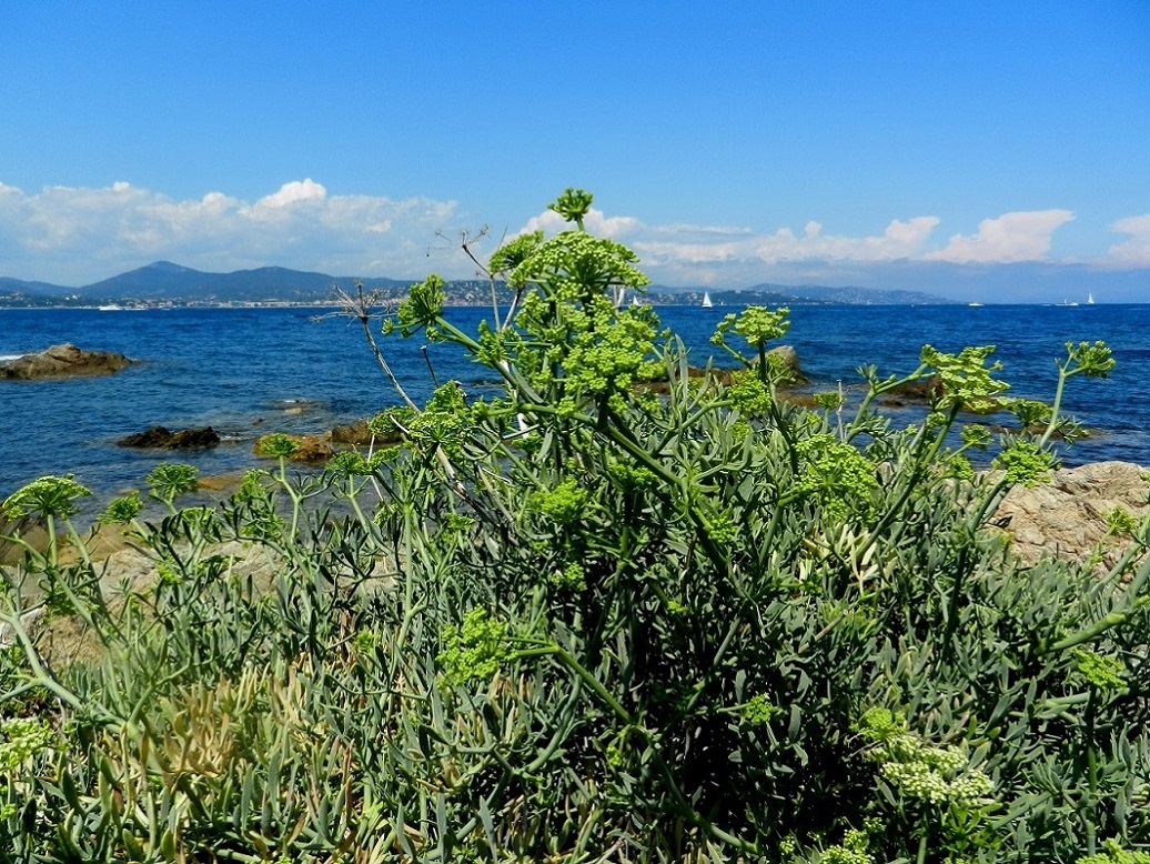 Сен-Тропе, image of landscape/habitat.