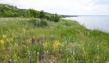 Окрестности посёлка Алексеевка, image of landscape/habitat.