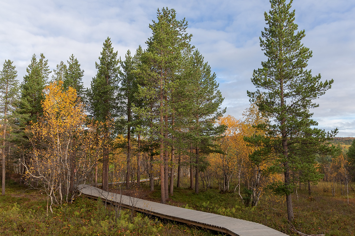 Мурманск, image of landscape/habitat.