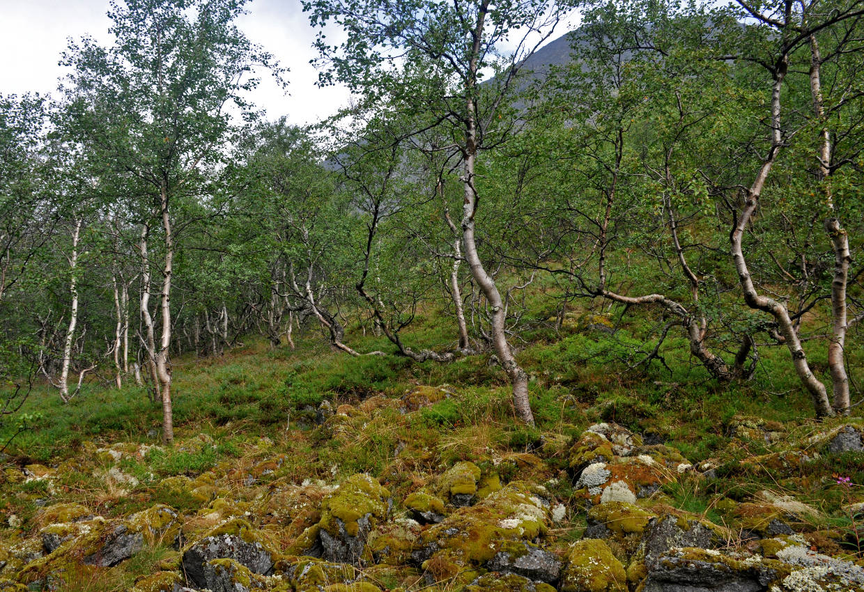 Долина реки Рисйок, image of landscape/habitat.