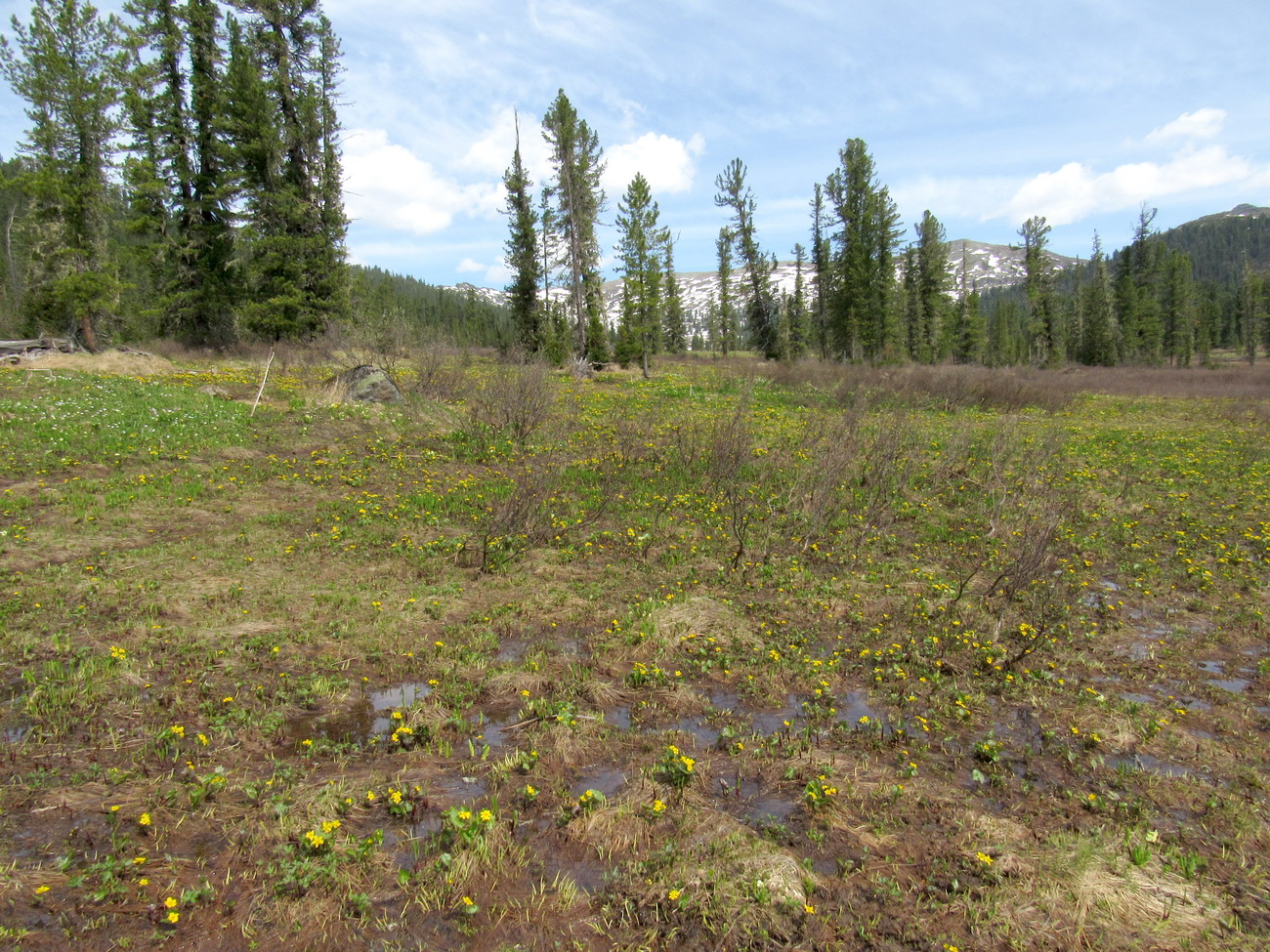 Долина реки Нижняя Буйба, image of landscape/habitat.