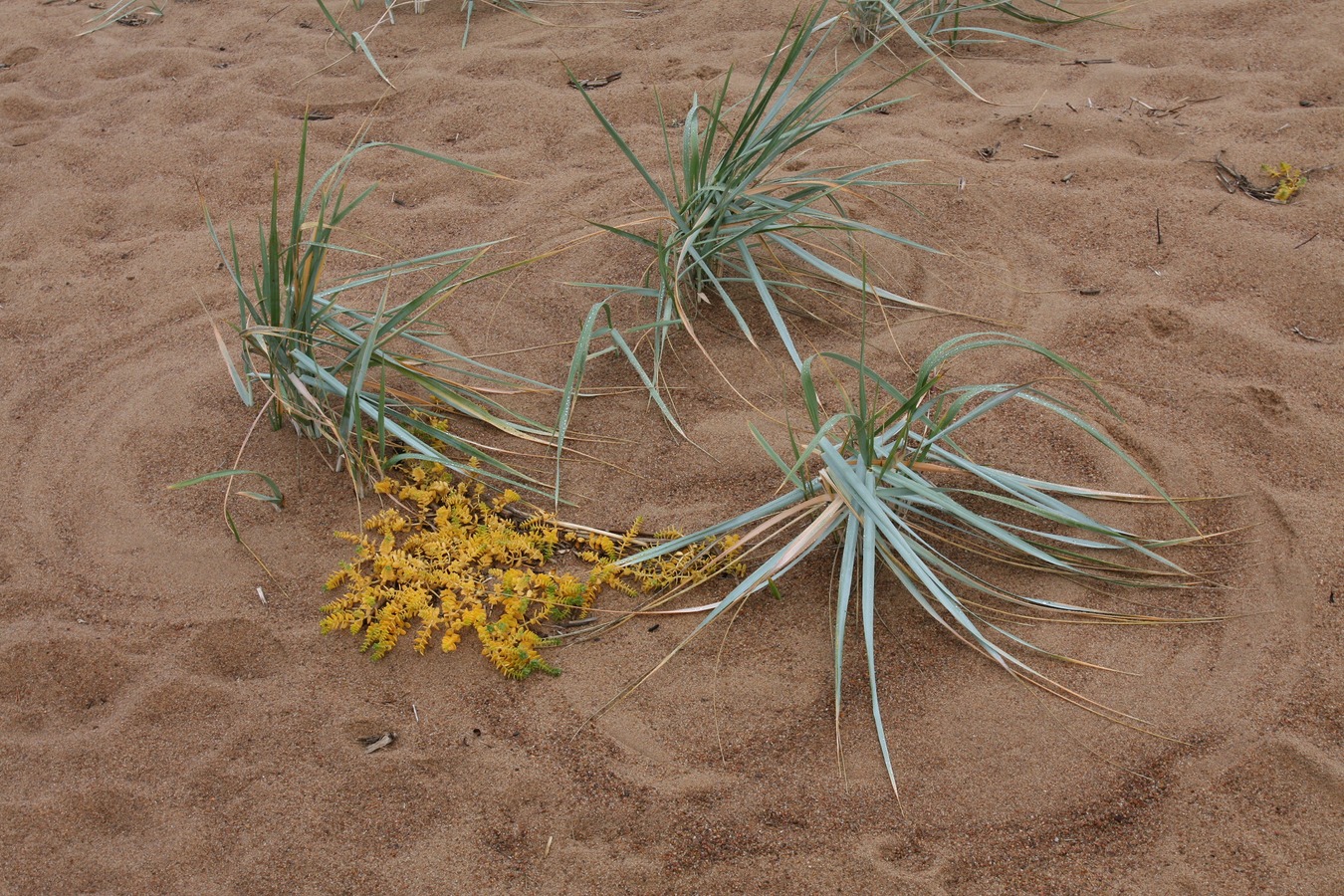 Большая Ижора, image of landscape/habitat.