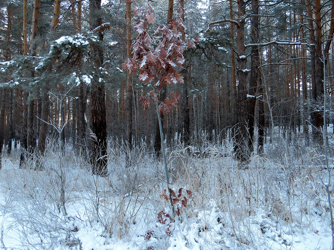 Верхняя Терраса и окрестности, image of landscape/habitat.