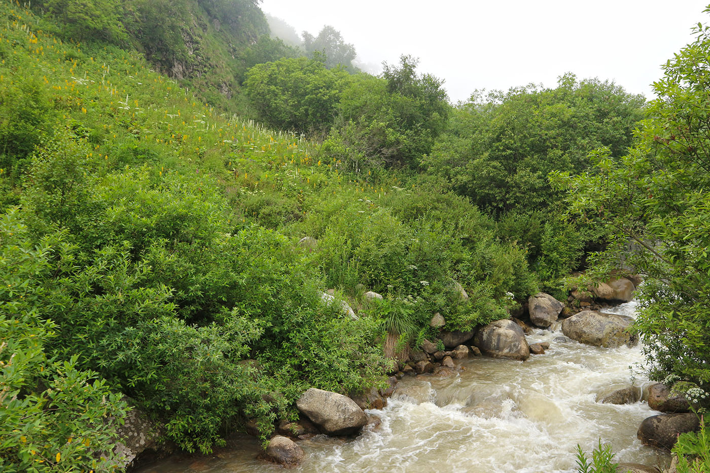 Чайнашки, изображение ландшафта.