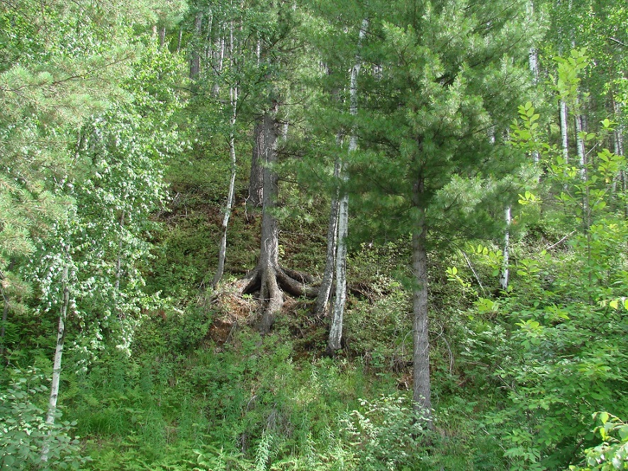 Окрестности Большой Речки, image of landscape/habitat.