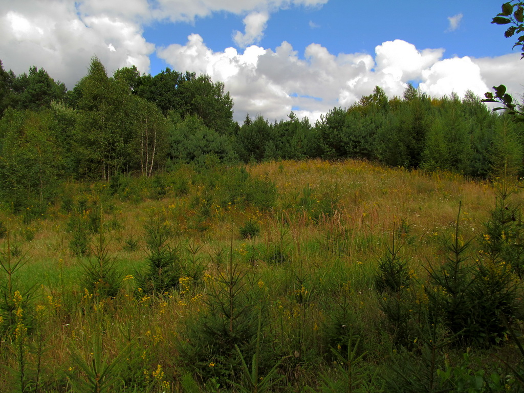 Примень, image of landscape/habitat.