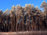 Верхняя Терраса и окрестности, изображение ландшафта.