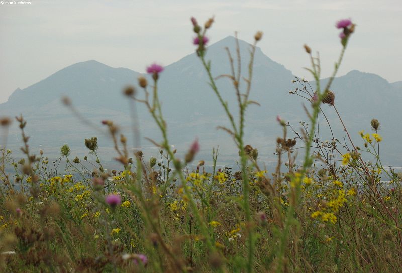 Заказник "Бештаугорский", image of landscape/habitat.