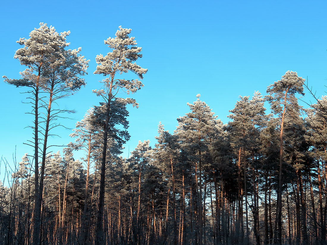 Верхняя Терраса и окрестности, image of landscape/habitat.