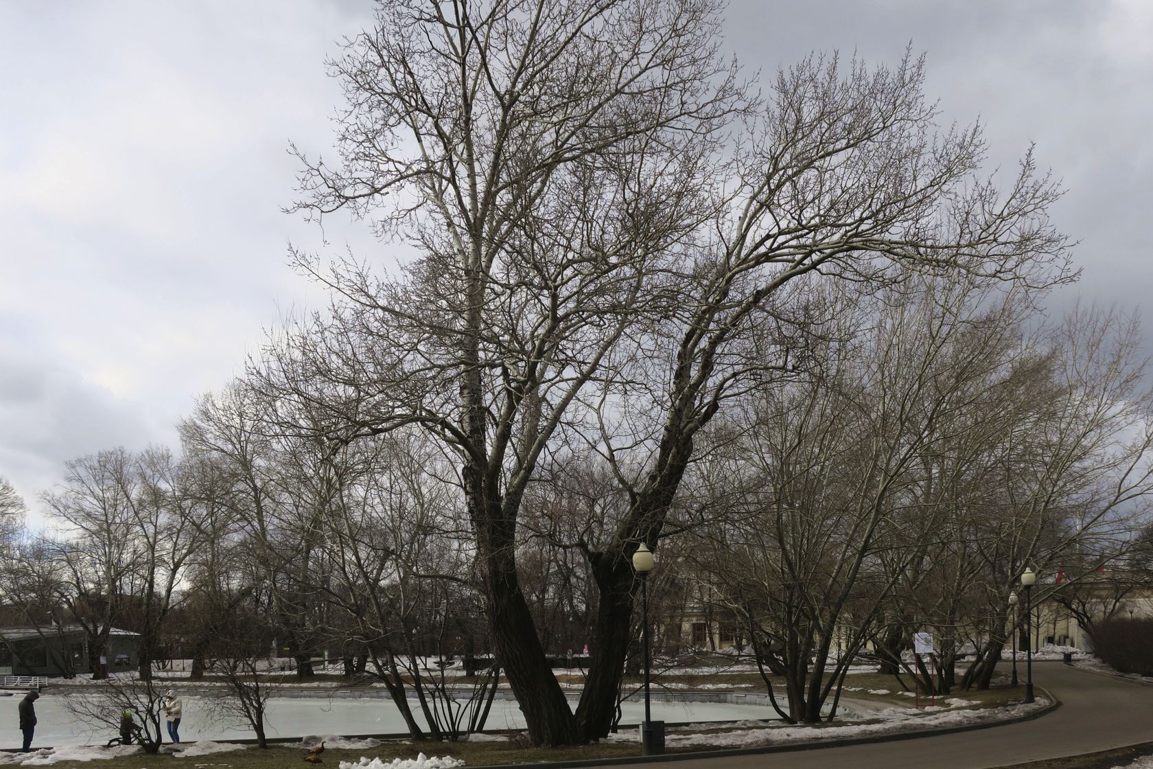 Парк Горького, image of landscape/habitat.