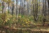 Тропарёвский заказник, image of landscape/habitat.