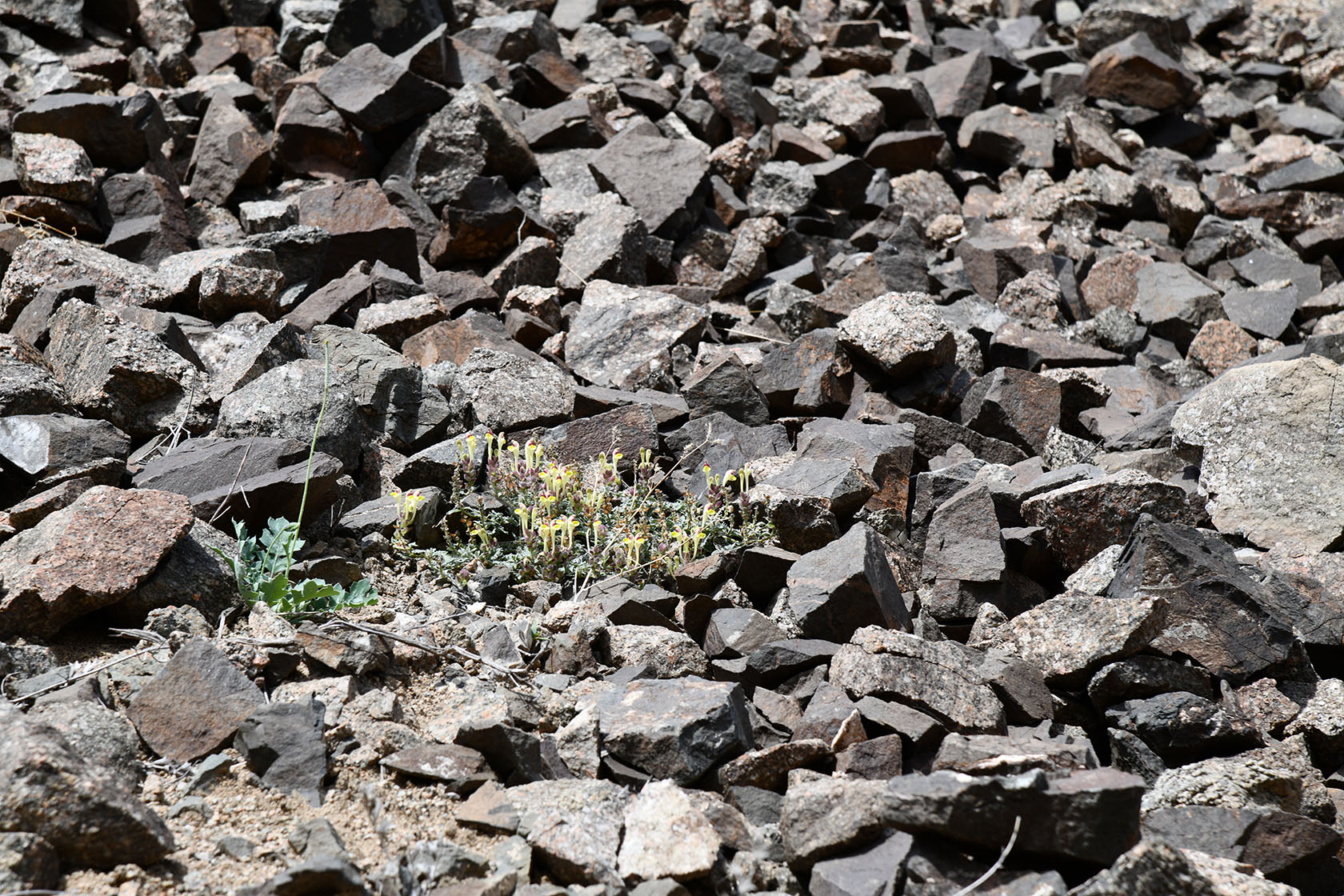 Чарын, image of landscape/habitat.
