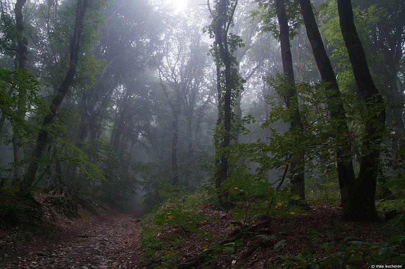 Заказник "Бештаугорский", image of landscape/habitat.