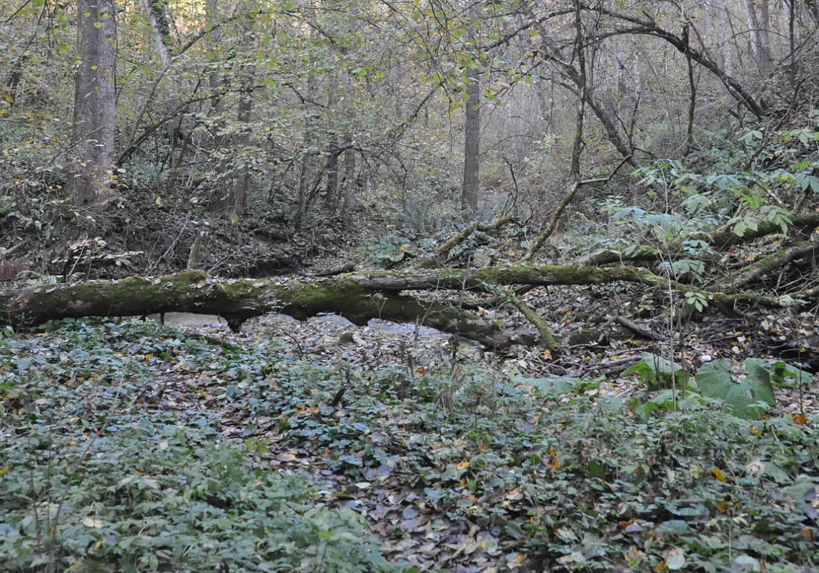 Долина реки Аминовка, image of landscape/habitat.