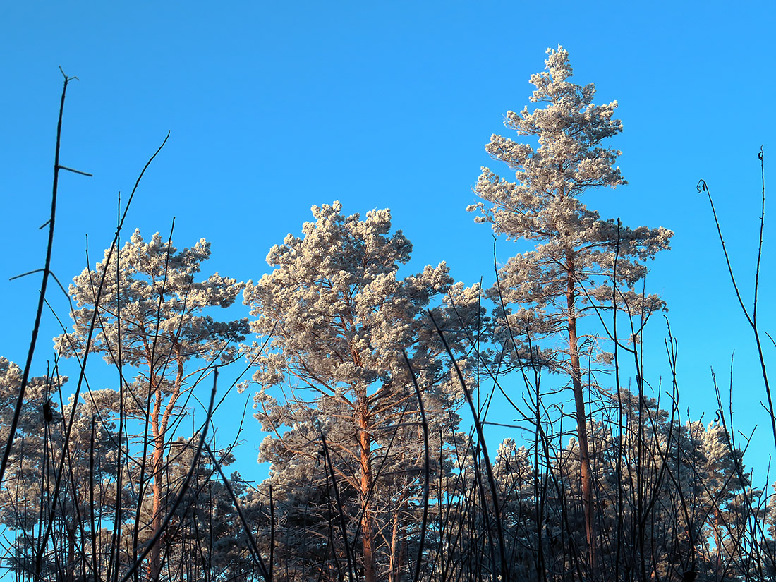 Верхняя Терраса и окрестности, image of landscape/habitat.