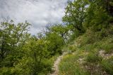 Хребет Грузинка, image of landscape/habitat.