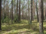 Орковичи, image of landscape/habitat.