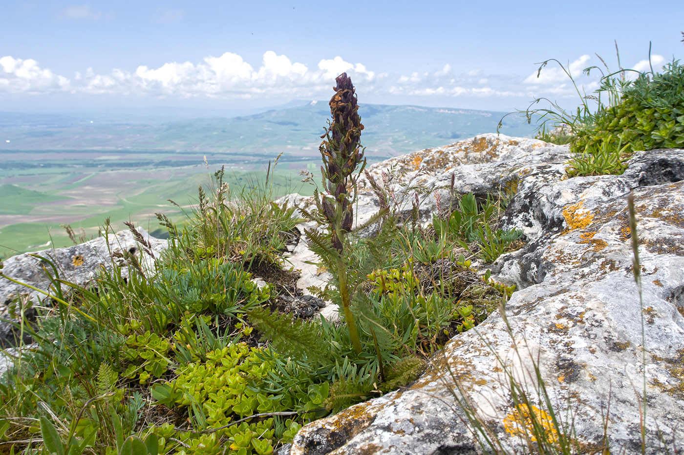 Джангур, image of landscape/habitat.