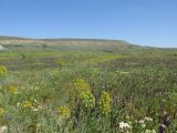 Озеро Бараколь, image of landscape/habitat.