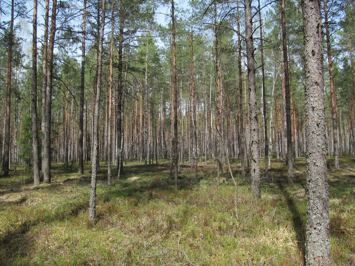 Орковичи, image of landscape/habitat.