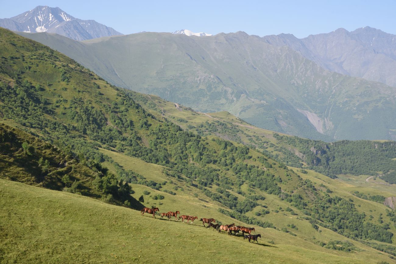 Окрестности горы Чархунышкорт, image of landscape/habitat.