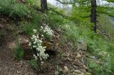 Яльчигулово и окрестности, image of landscape/habitat.