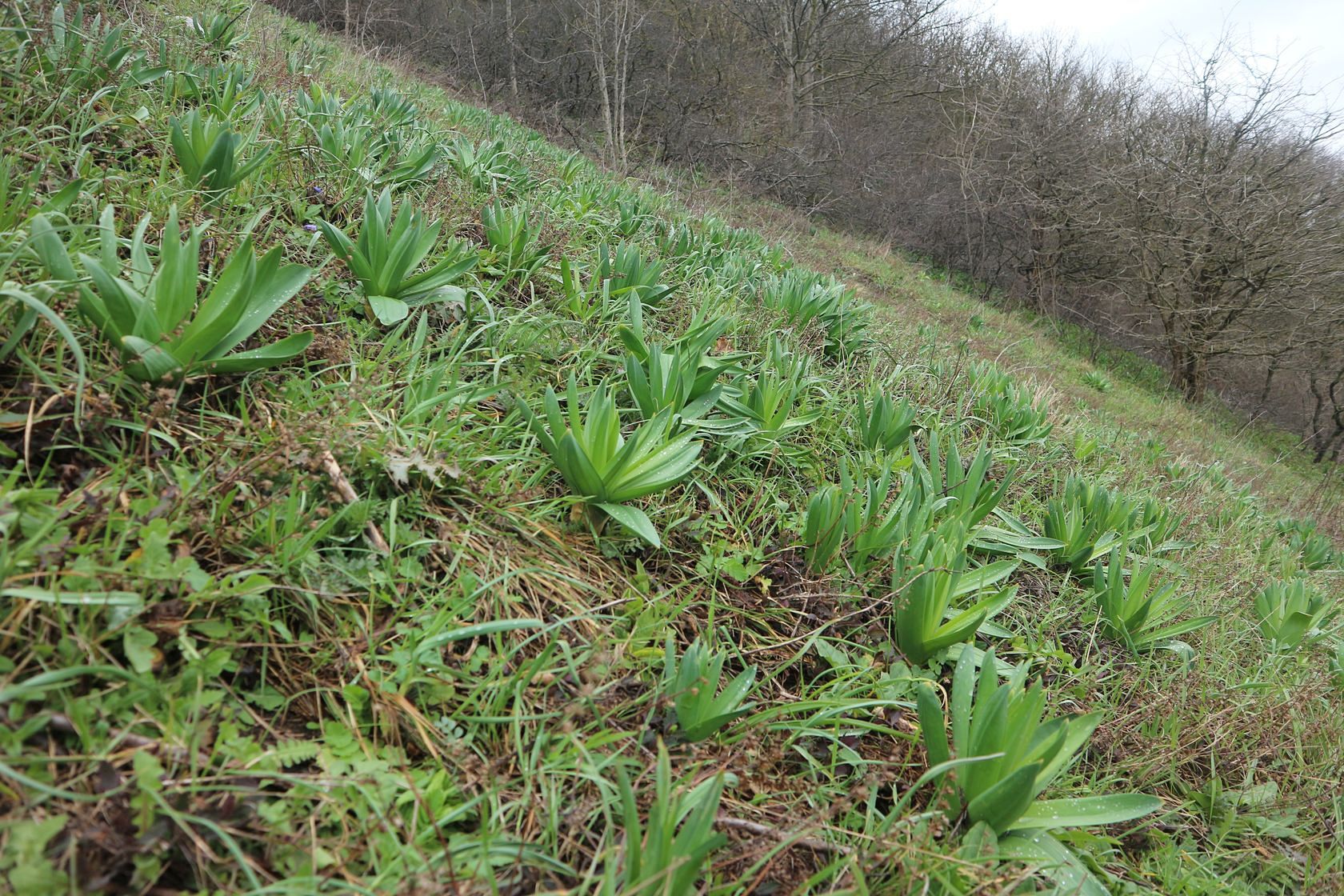 Истоки Мефодиевского ручья, image of landscape/habitat.