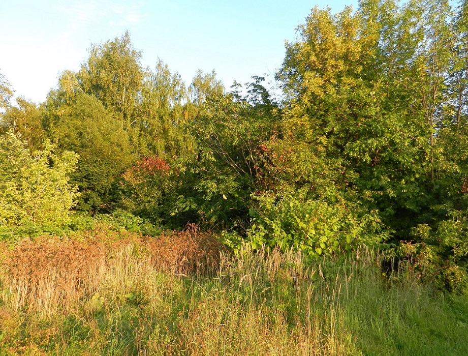 Кусково, image of landscape/habitat.