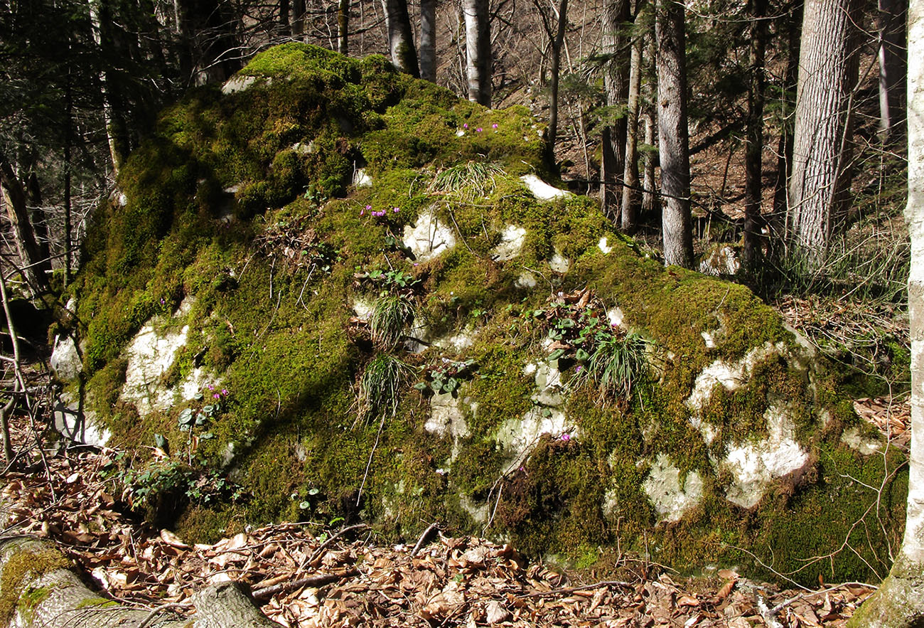 Чёрный Шахан, image of landscape/habitat.