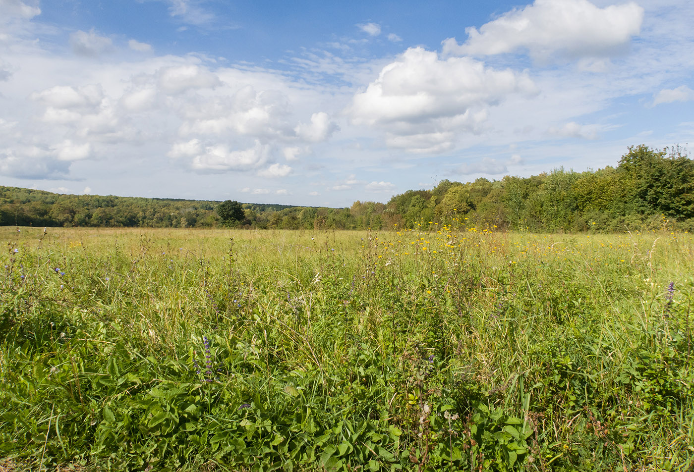 Урочище Николаевское, image of landscape/habitat.