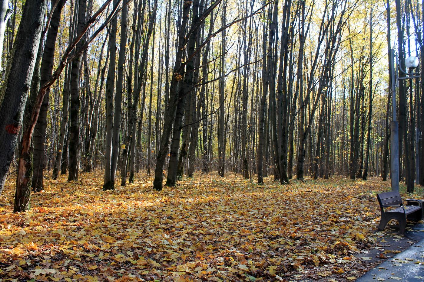 Тропарёвский заказник, image of landscape/habitat.