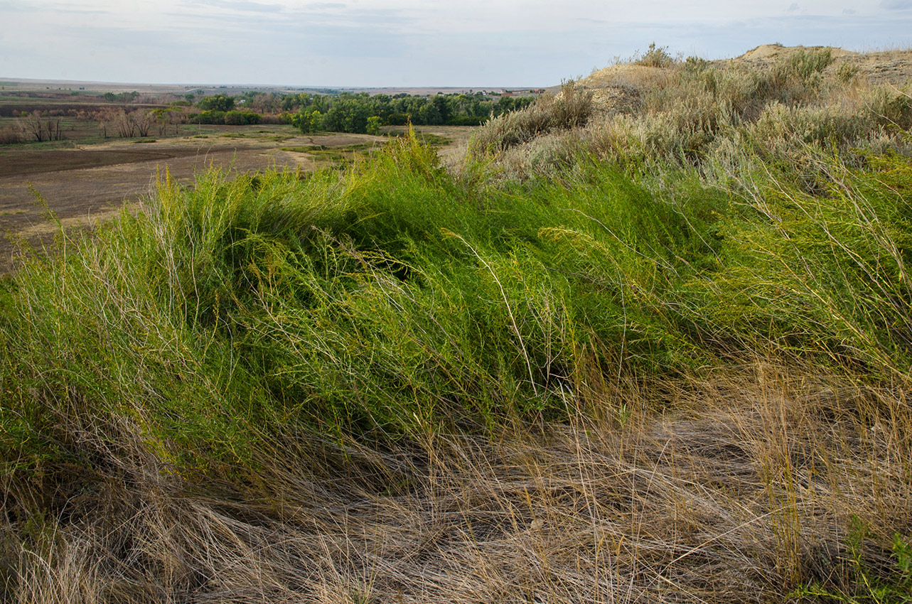 Змеиная гора, image of landscape/habitat.