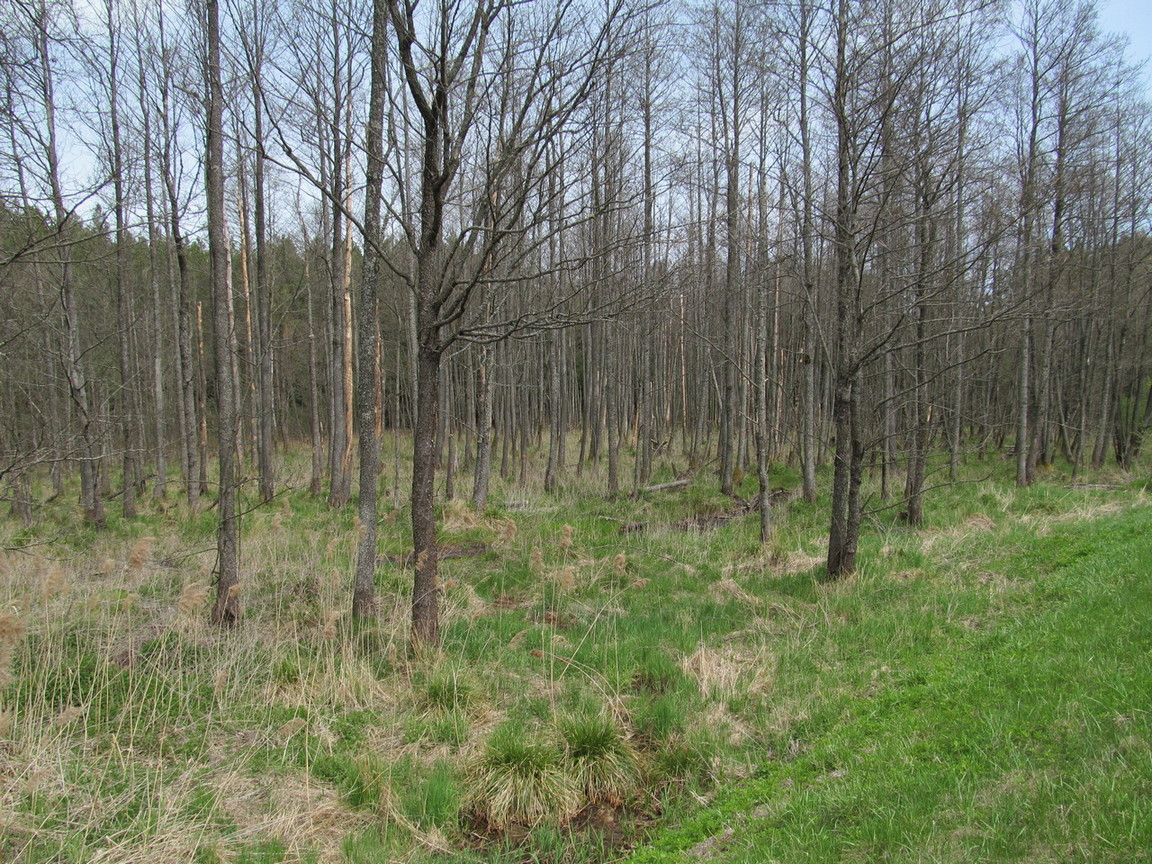 Река Чёрная, image of landscape/habitat.