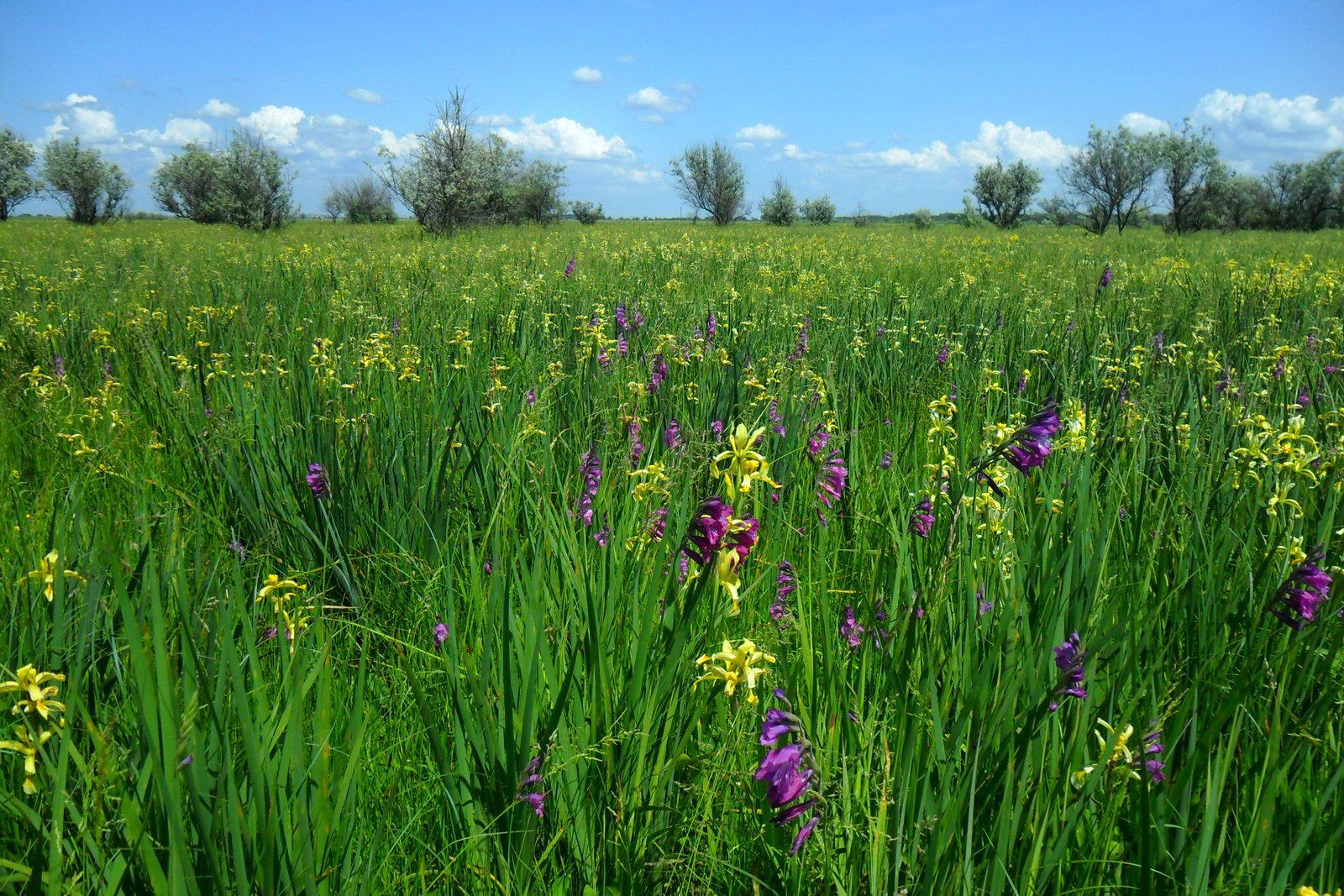 Дельта Дона, image of landscape/habitat.