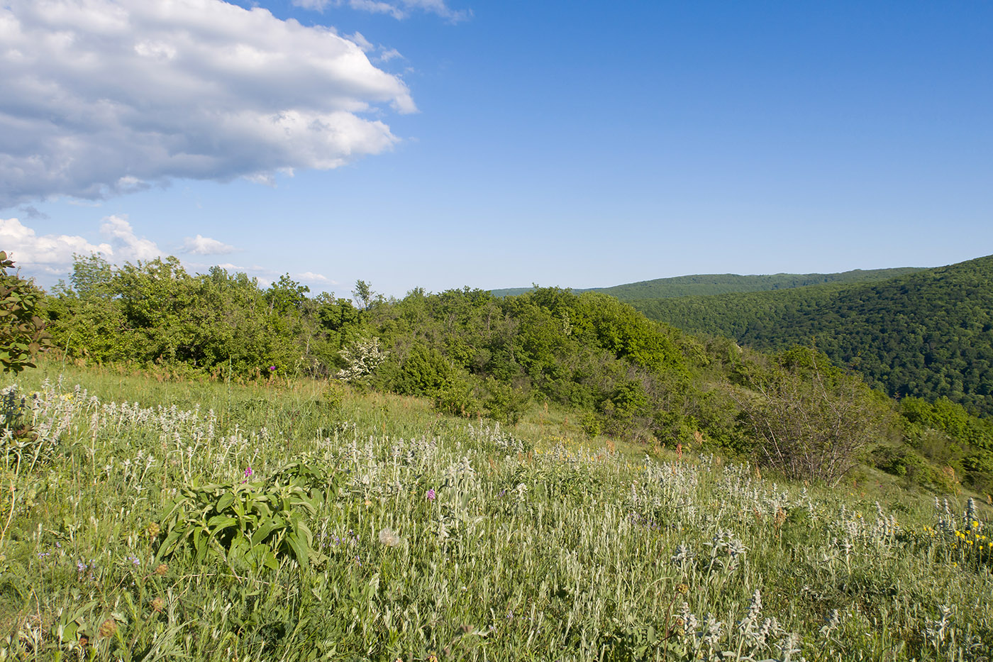 Гора Долгая, image of landscape/habitat.