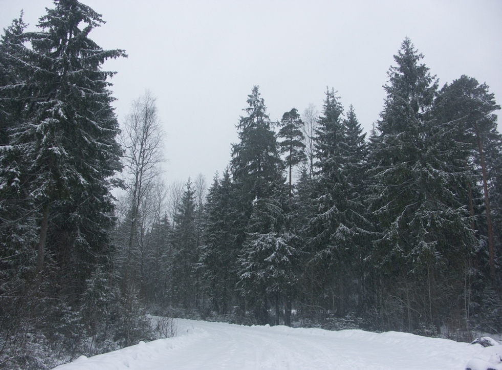 Рябово, image of landscape/habitat.